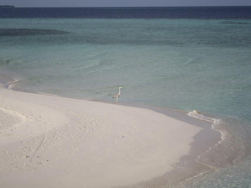 Fulidhoo La Perla Guest House Exteriör bild